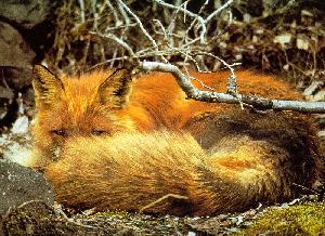 shyf0x'z LiTTLe THiNG CaLLeD a WeB PaGe